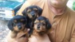 Dogs mini dachshund & yorkshire terrier